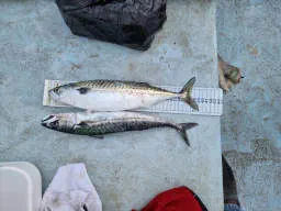 A picture of some giant Mackerel