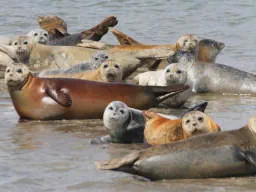 Several Seals Basking on a Sandbar