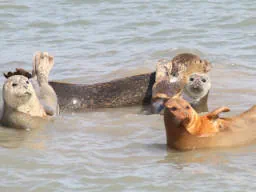Seals Basking on a Sandbar