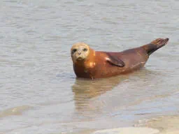 A Seal Basking on a Sandbar