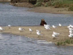 A Seal watching Seagulls on a Sandbar