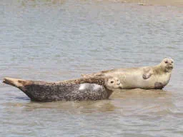 Two Seals Without a Care in the World
