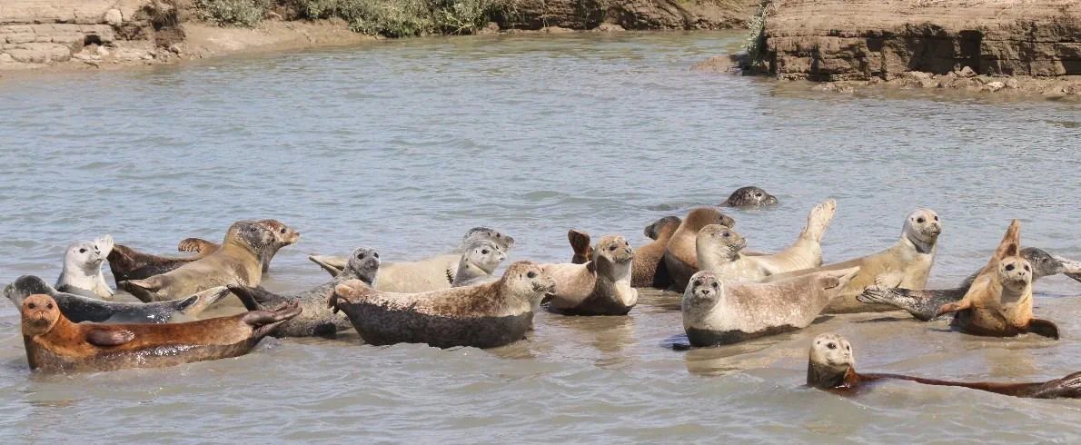 seals relaxing on a sand bar